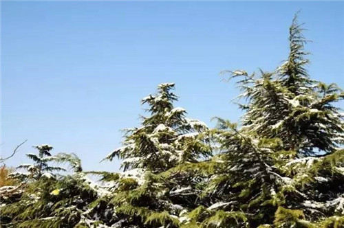 耐鹽堿植物大搜羅