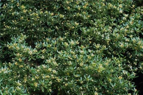 耐鹽堿植物大搜羅