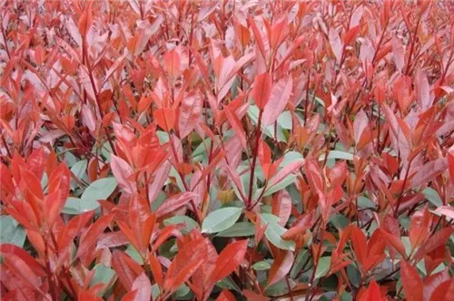 耐鹽堿植物大搜羅