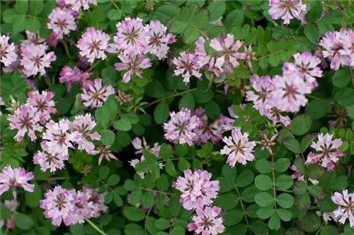 耐鹽堿植物大搜羅