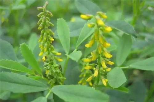 耐鹽堿植物大搜羅