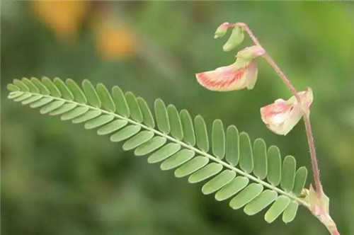 耐鹽堿植物大搜羅