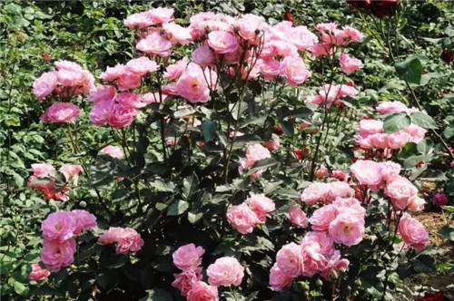 耐鹽堿植物大搜羅