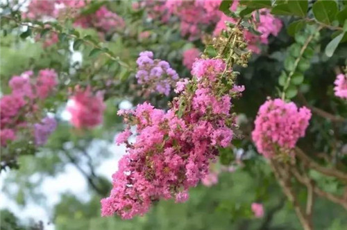 耐鹽堿植物大搜羅