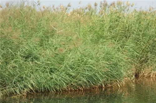 耐鹽堿植物大搜羅