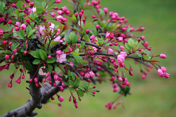 園林景觀之色彩：不同色彩的園林植物代表