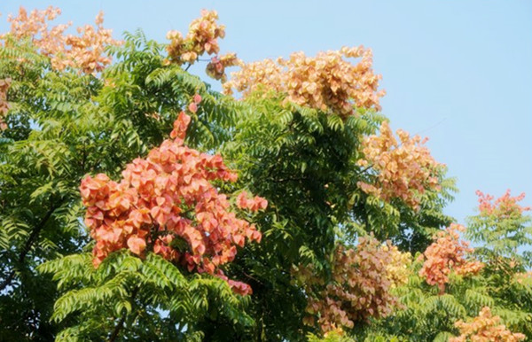 園林景觀之色彩：不同色彩的園林植物代表