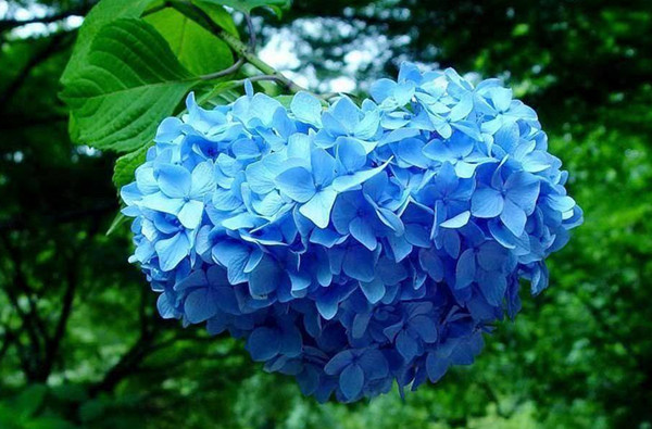 園林景觀之色彩：不同色彩的園林植物代表