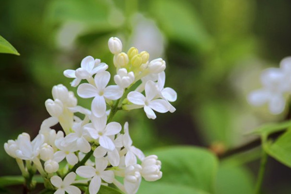 園林景觀之色彩：不同色彩的園林植物代表