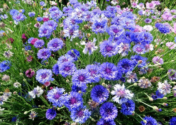 園林景觀之色彩：不同色彩的園林植物代表