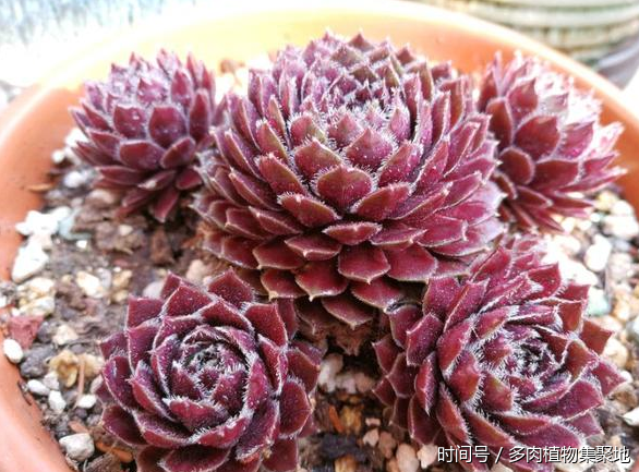 想養好多肉植物需要經驗的積累