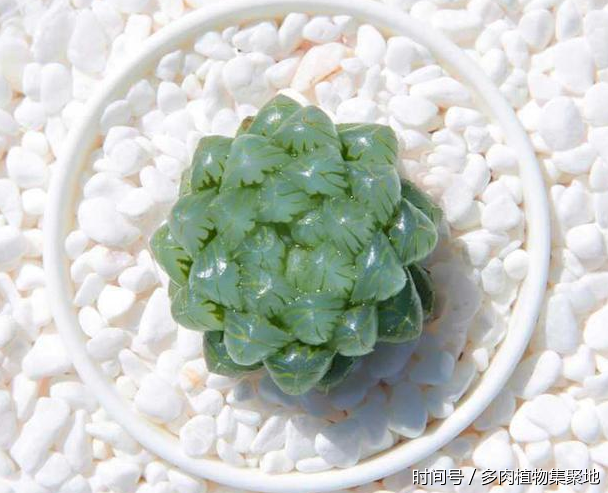 想養好多肉植物需要經驗的積累