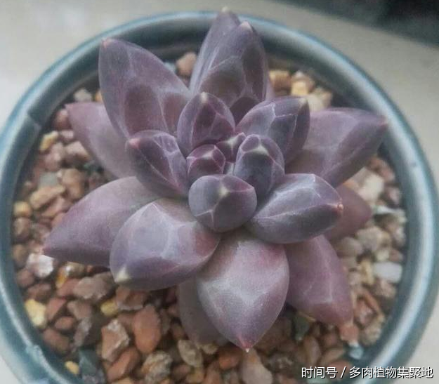 想養好多肉植物需要經驗的積累