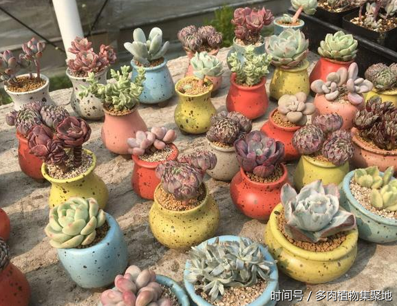 想養好多肉植物需要經驗的積累