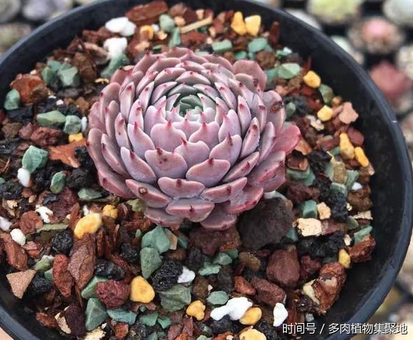 想養好多肉植物需要經驗的積累
