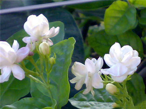 這些花卉中不為人知的親戚關系你知道嗎