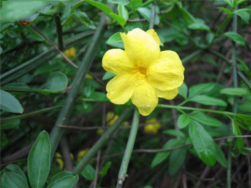 這些花卉中不為人知的親戚關系你知道嗎