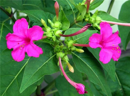 這些花卉中不為人知的親戚關系你知道嗎