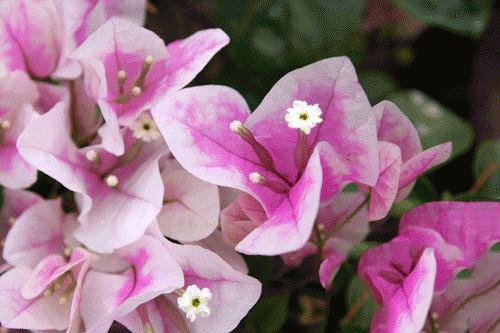 這些花卉中不為人知的親戚關系你知道嗎