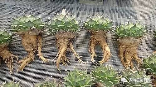 種植仙人掌科多肉植物該用什么土？