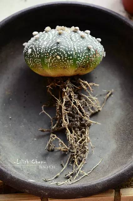 種植仙人掌科多肉植物該用什么土？