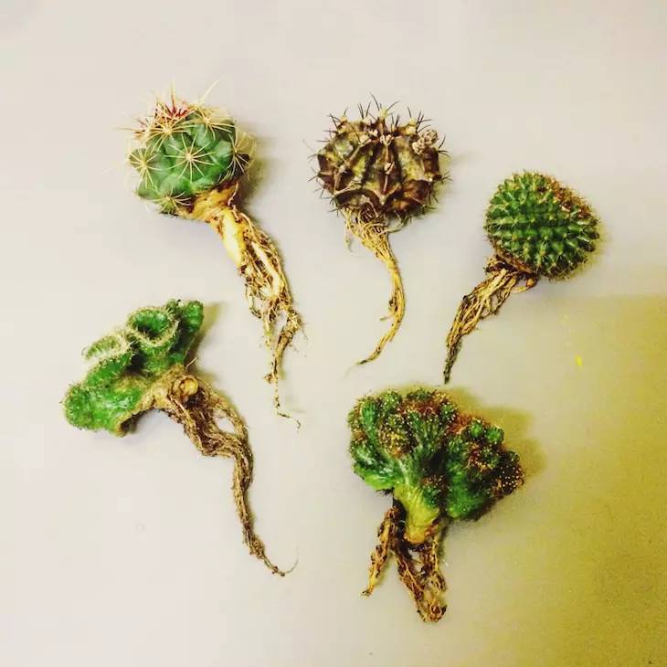 種植仙人掌科多肉植物該用什么土？