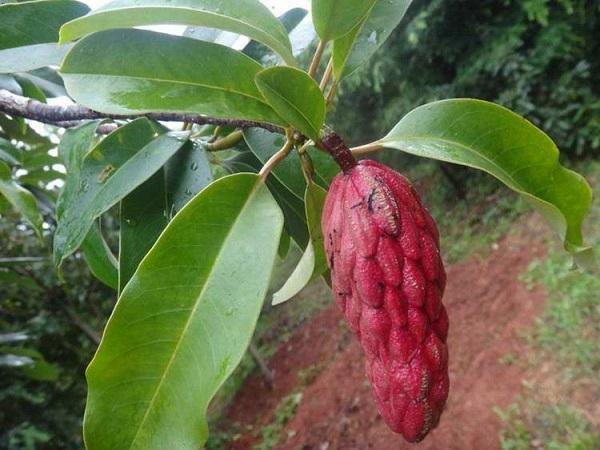 國家珍稀瀕危、Ⅲ級保護植物——紅花木蓮