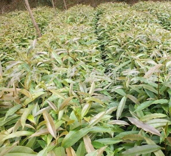 國家珍稀瀕危、Ⅲ級保護植物——紅花木蓮