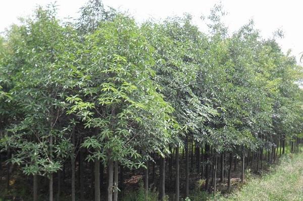 國家珍稀瀕危、Ⅲ級保護植物——紅花木蓮