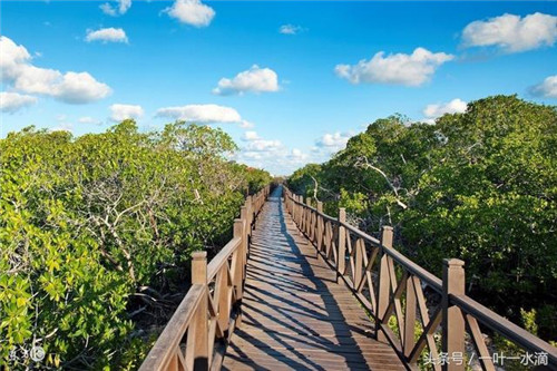 紅樹林是什么，為何它那么重要