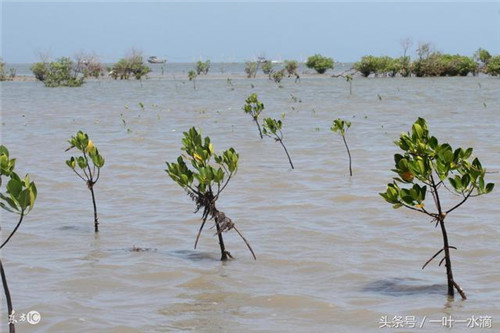 紅樹林是什么，為何它那么重要