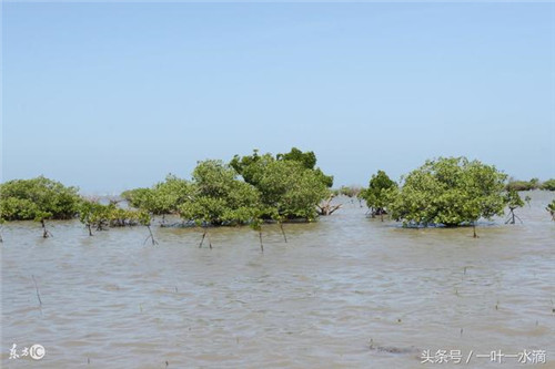 紅樹林是什么，為何它那么重要