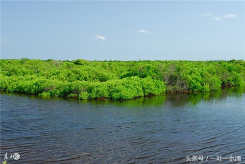 紅樹林是什么，為何它那么重要