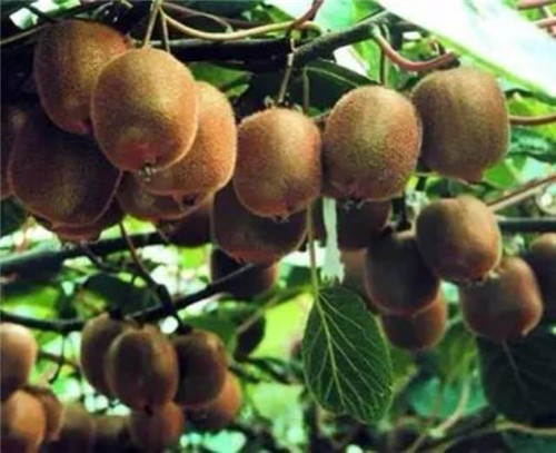 鐘揚：為了“末日方舟”，我在西藏收集種子