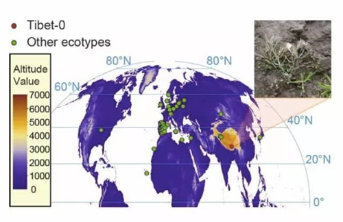 鐘揚:為了“末日方舟”,我在西藏收集種子