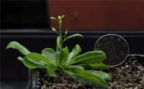 鐘揚:為了“末日方舟”,我在西藏收集種子