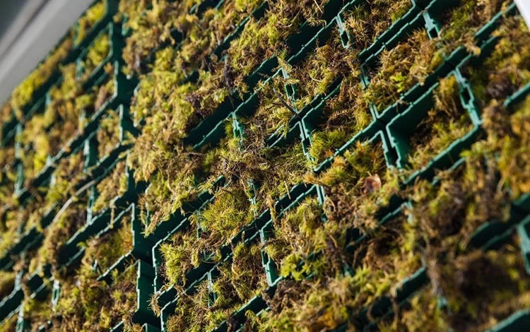 街道上的植物墻,路人會豎起拇指