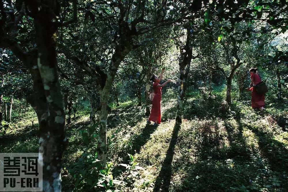 植物王國的誘惑