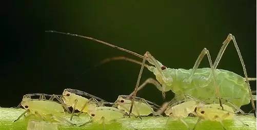 植物生病了怎么判斷?