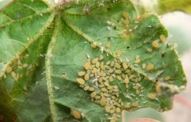 植物生病了怎么判斷?