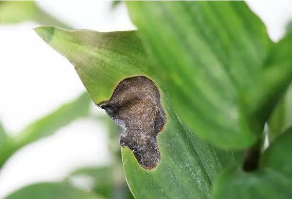 植物生病了怎么判斷？