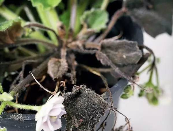 植物生病了怎么判斷?