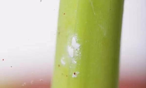 植物生病了怎么判斷?