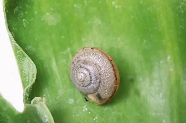 植物生病了怎么判斷?