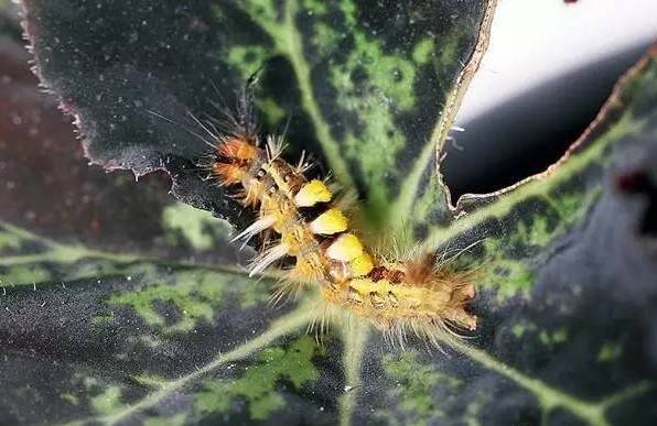 植物生病了怎么判斷?