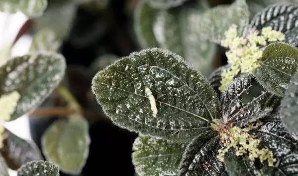 植物生病了怎么判斷?