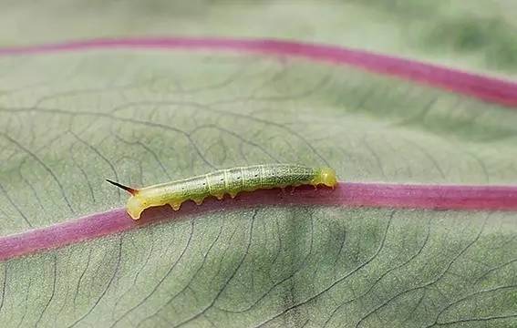 植物生病了怎么判斷?