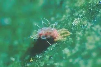 植物生病了怎么判斷?