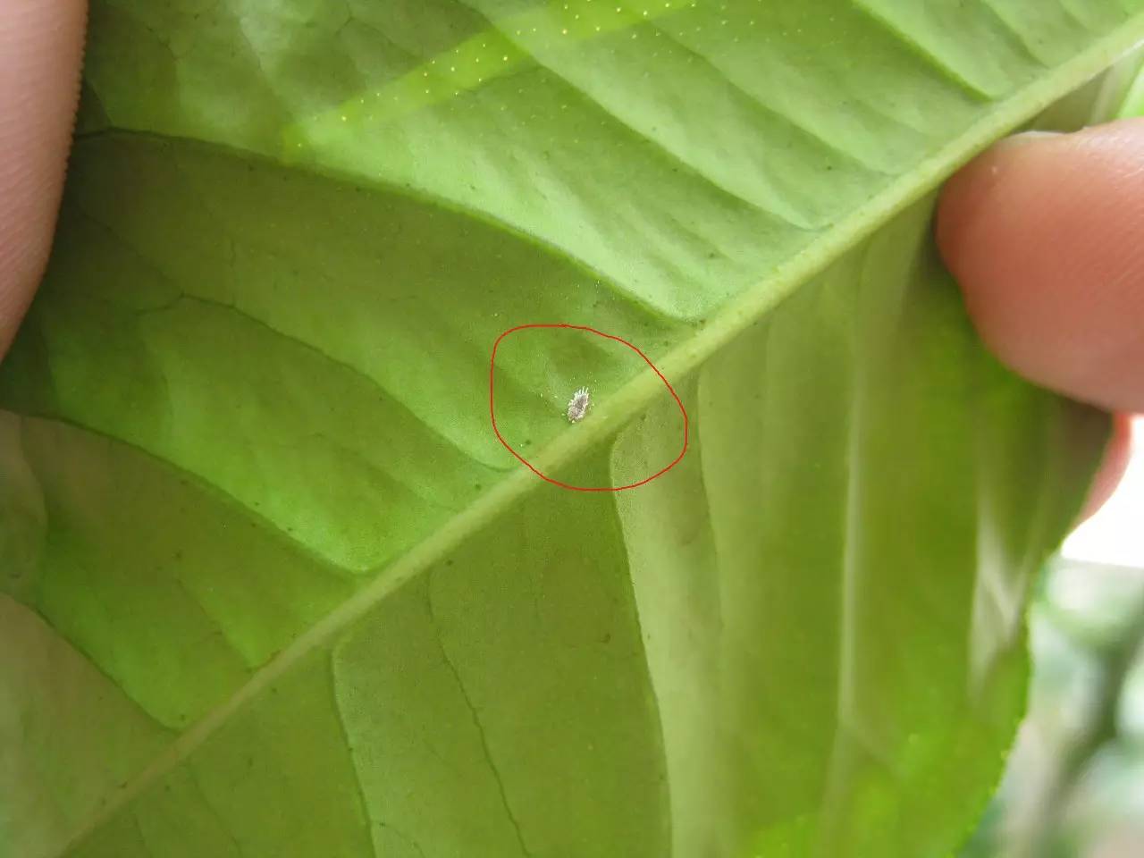 植物生病了怎么判斷?