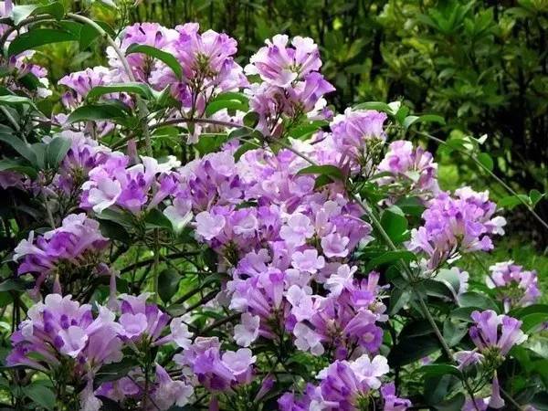 陽臺爬藤植物，這種你可能還沒種過